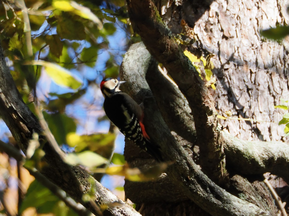 Great Spotted Woodpecker - ML610550533