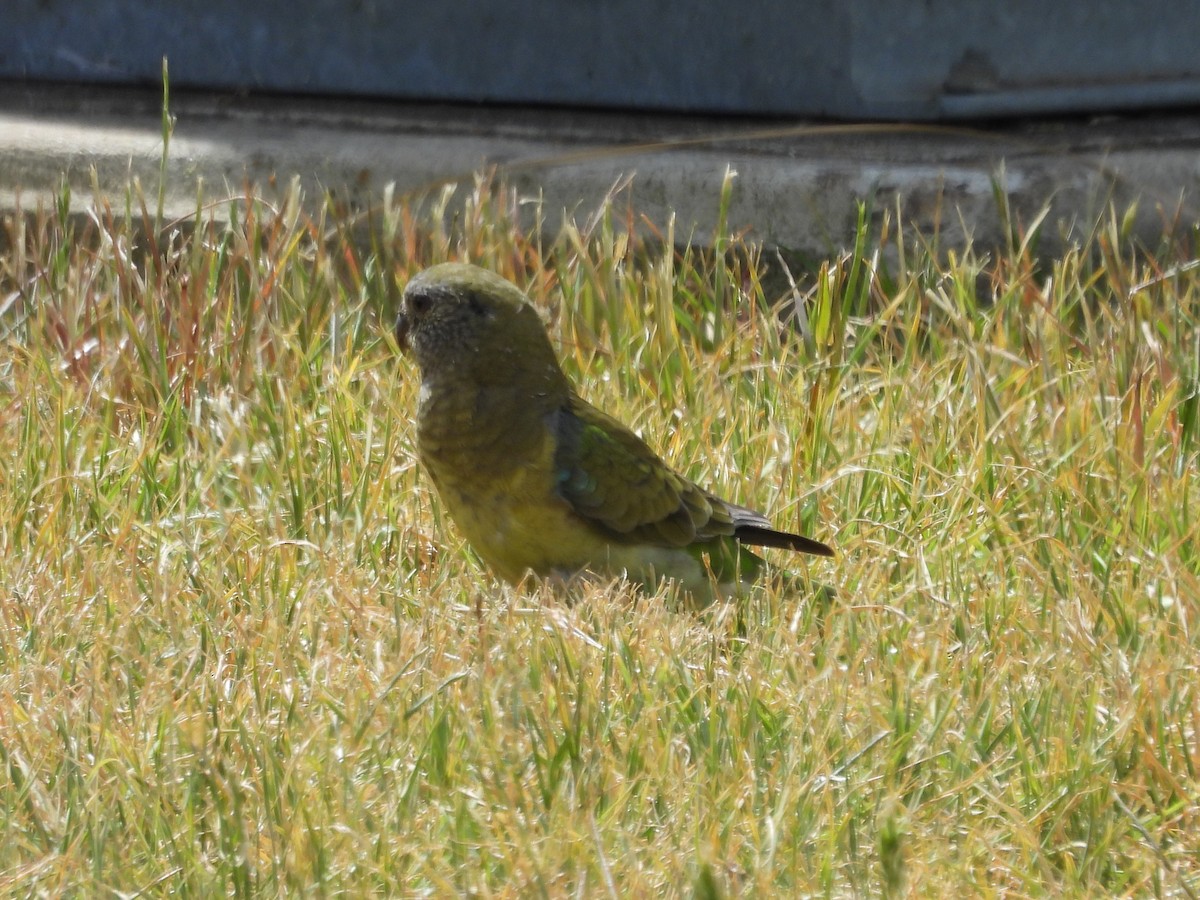 Red-rumped Parrot - ML610550581