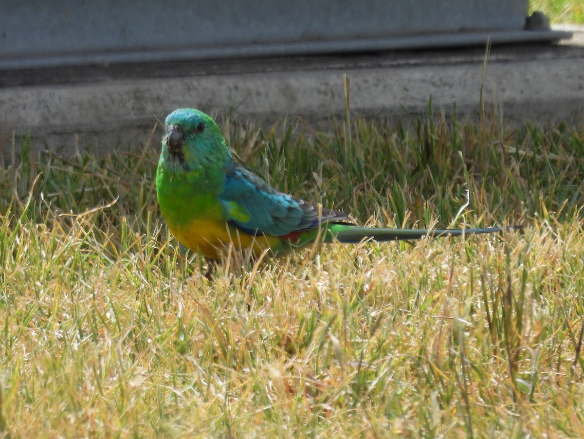 Red-rumped Parrot - ML610550582