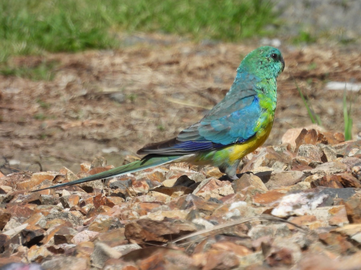 Red-rumped Parrot - ML610550583