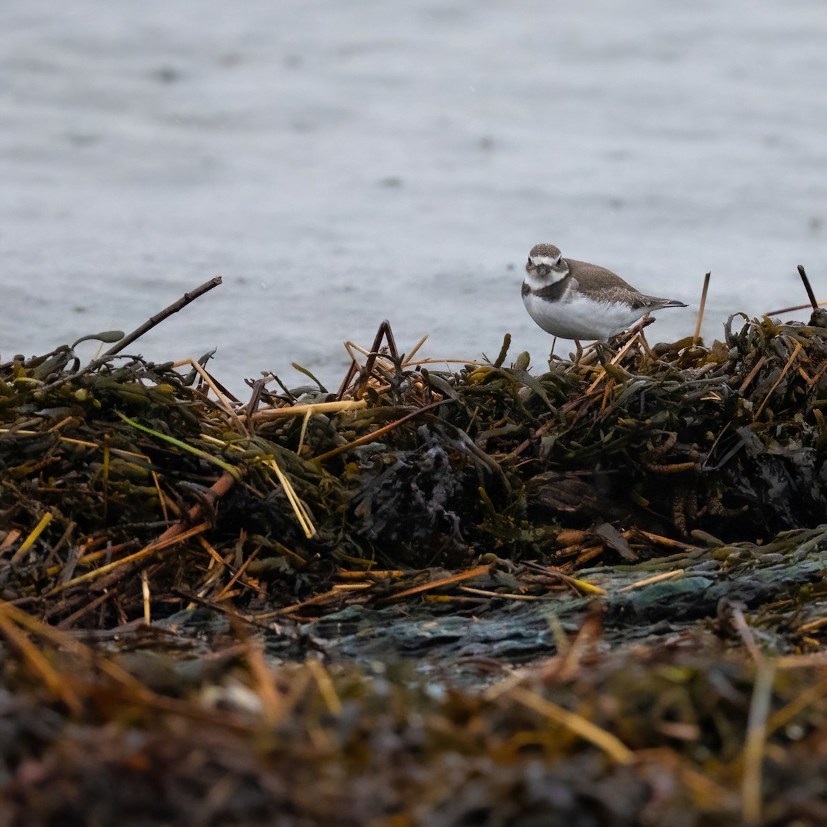 Semipalmated Plover - ML610550589