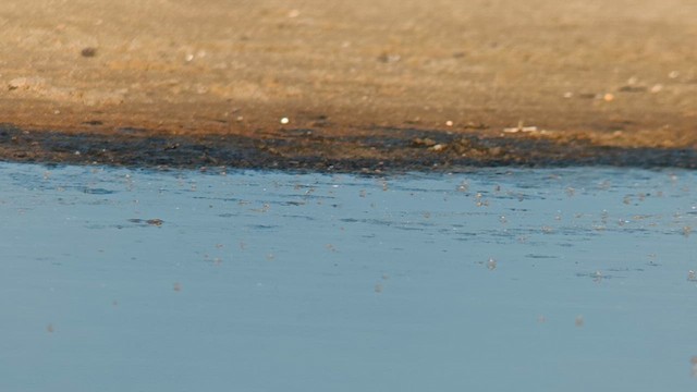 Phalarope à bec large - ML610550602