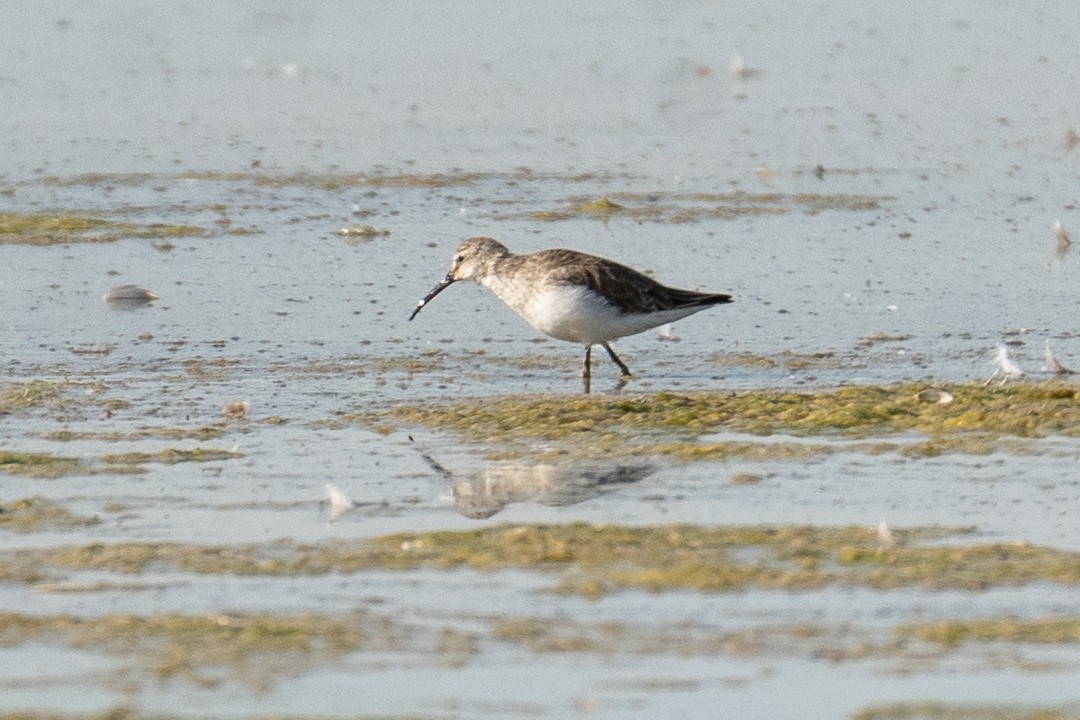 Curlew Sandpiper - Joseph Douglas