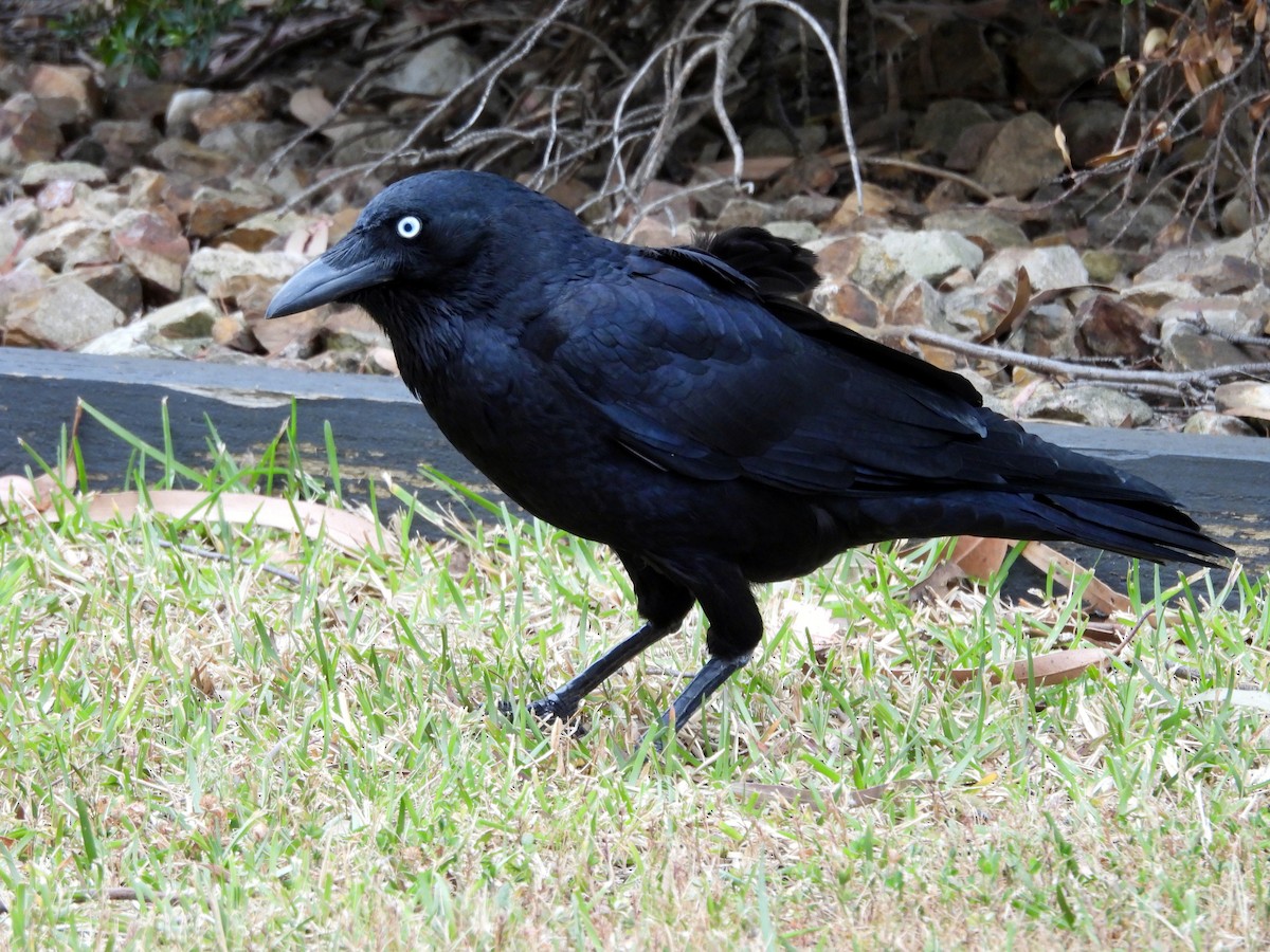 Little Raven - ML610550609