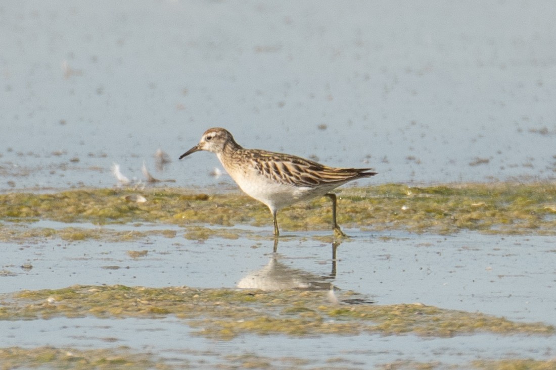 Sharp-tailed Sandpiper - Joseph Douglas