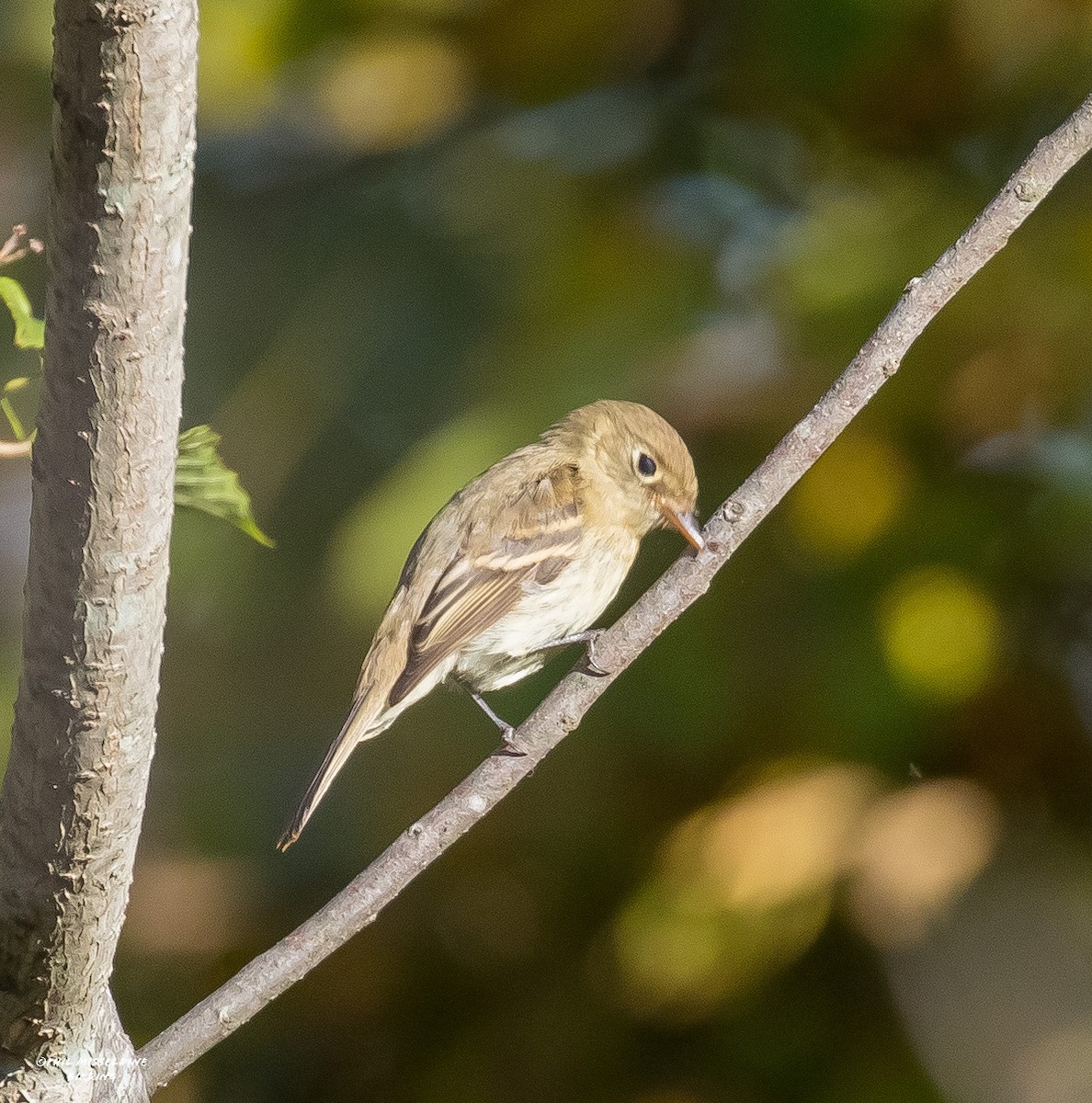 Western Flycatcher - ML610550652