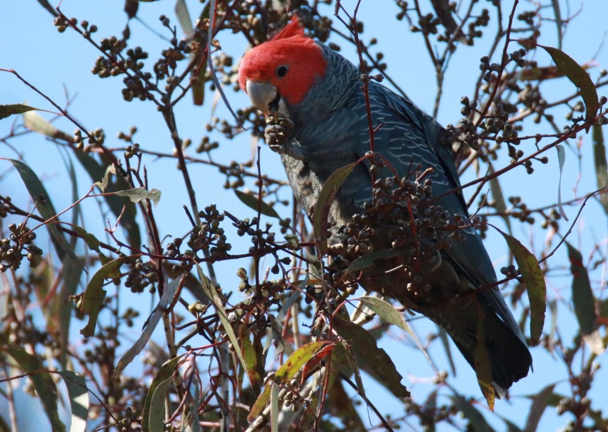 Gang-gang Cockatoo - ML610550659