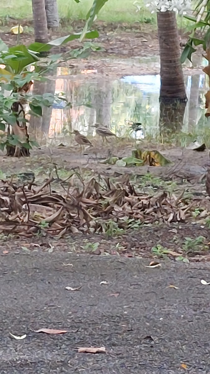 Indian Thick-knee - ML610550689