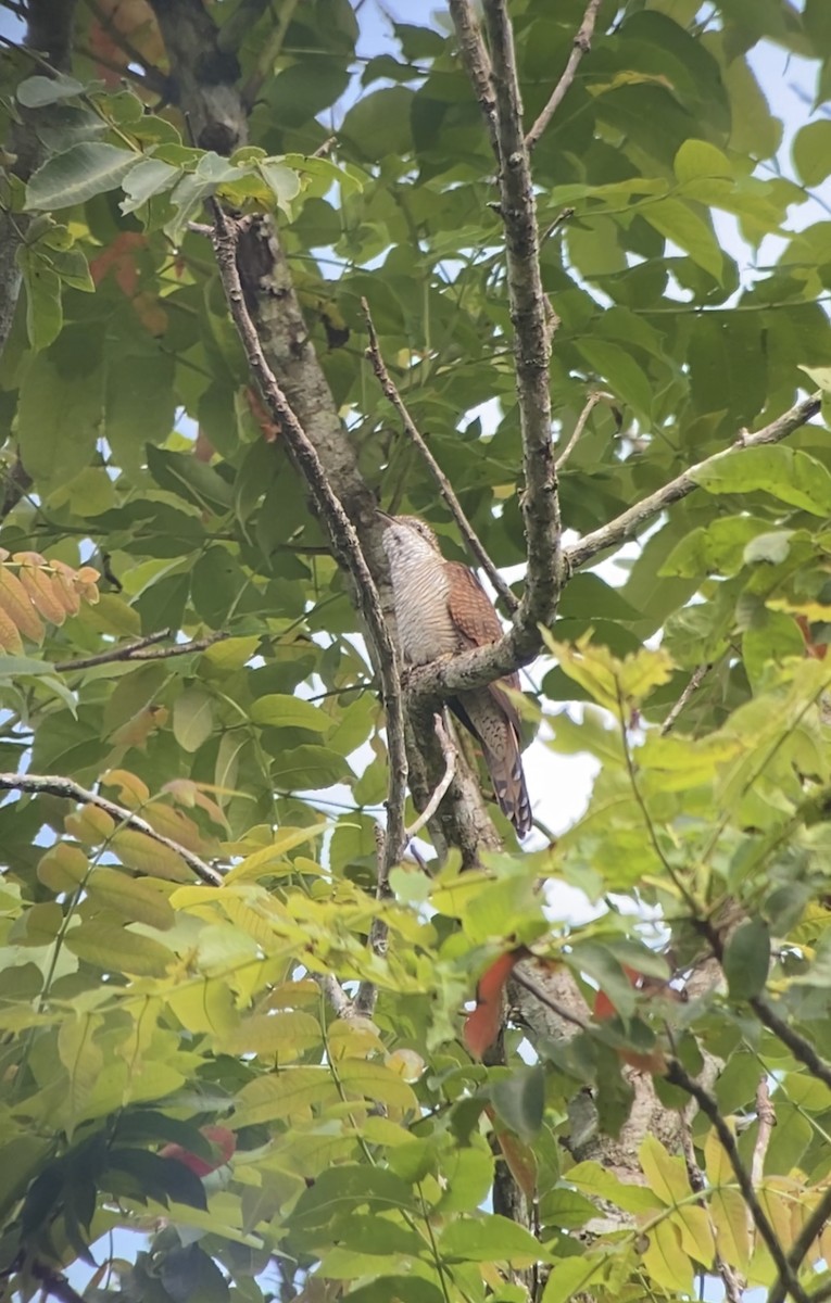 Banded Bay Cuckoo - ML610550711