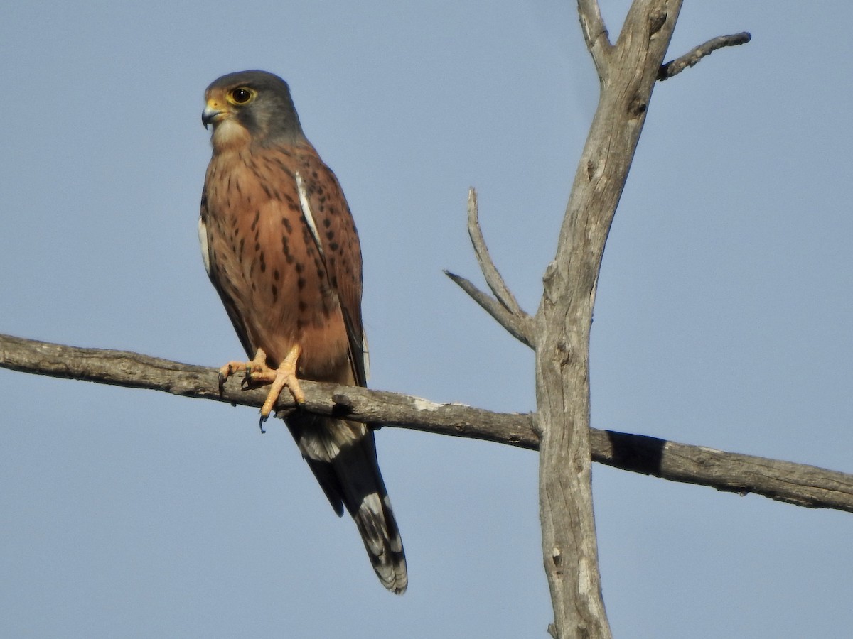 Eurasian Kestrel (Canary Is.) - Adrián Bartolomé Husson