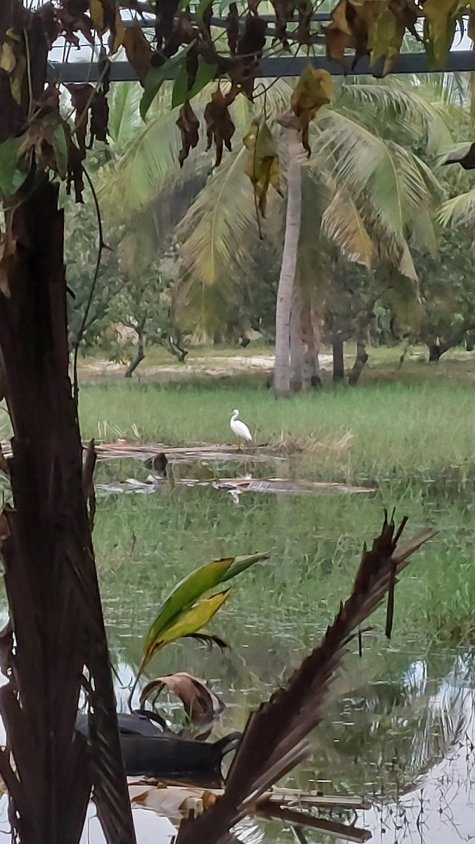 Little Egret - ML610550758