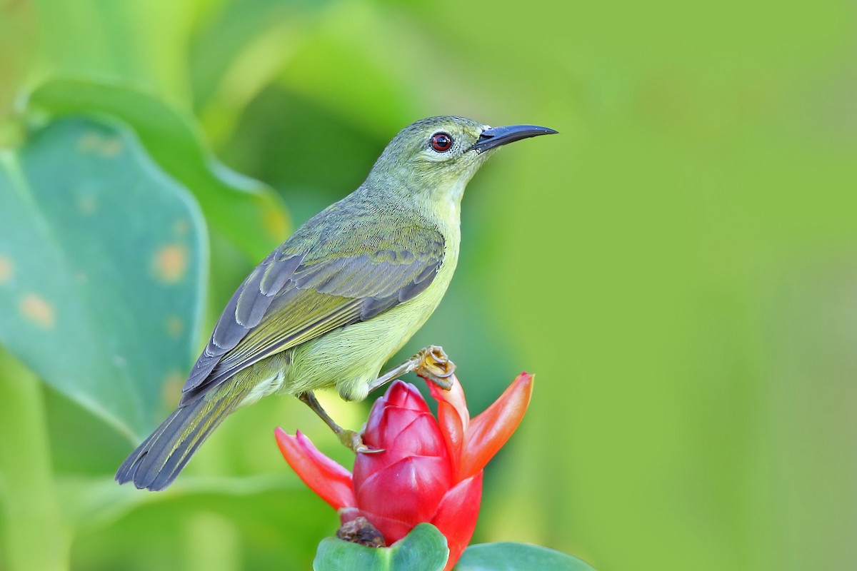 Brown-throated Sunbird - ML610550765