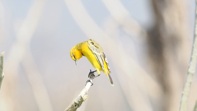 Yellow Chat - ML610550878