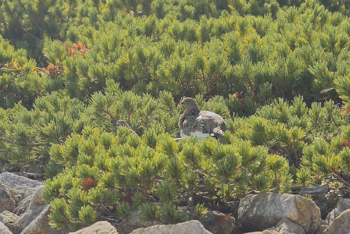 Rock Ptarmigan - ML610550885