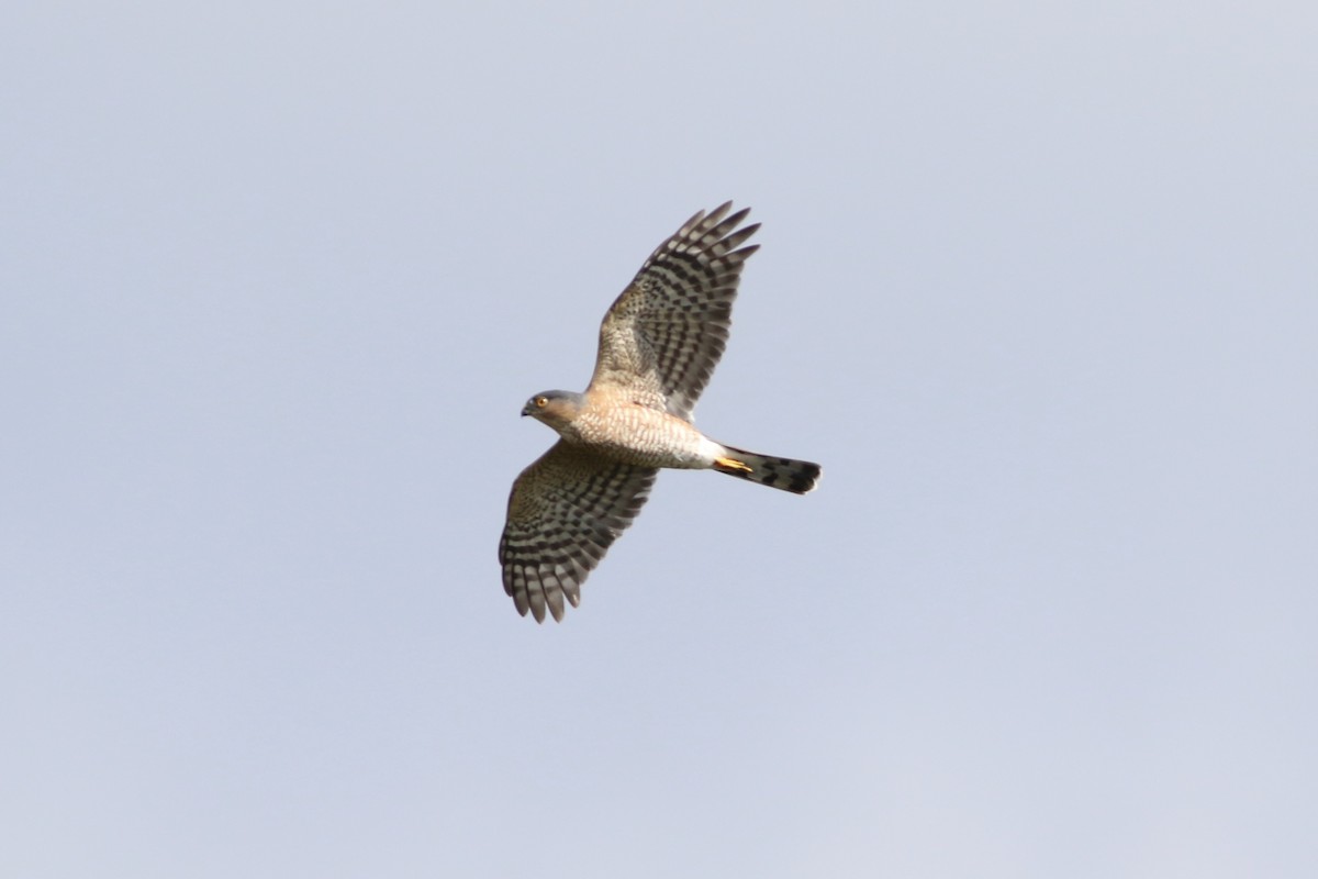 Sharp-shinned Hawk - ML610550909