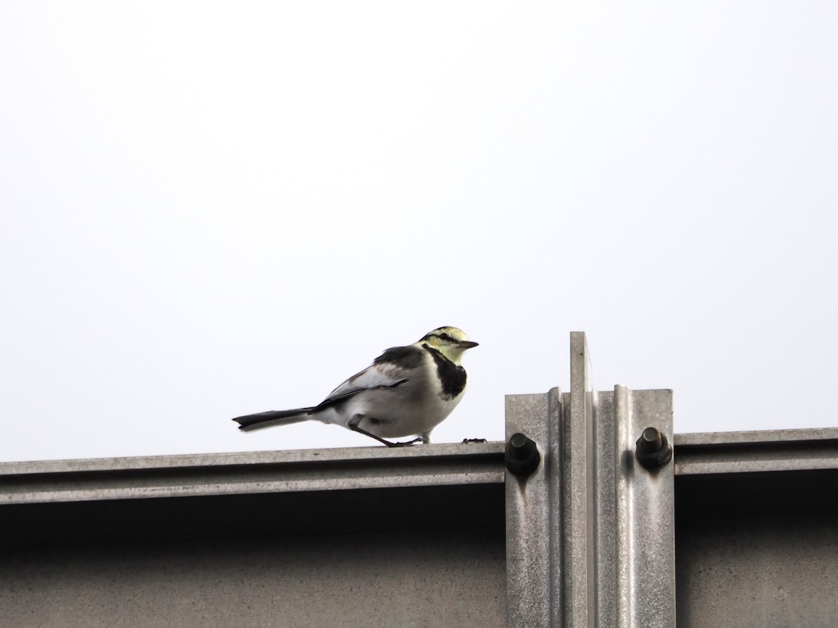 White Wagtail (Black-backed) - ML610550920