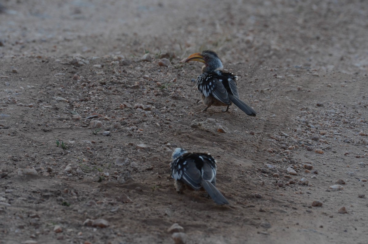 Southern Yellow-billed Hornbill - ML610550945