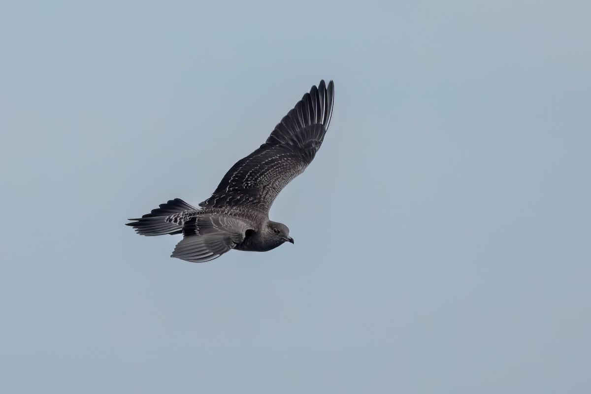 Long-tailed Jaeger - ML610550983