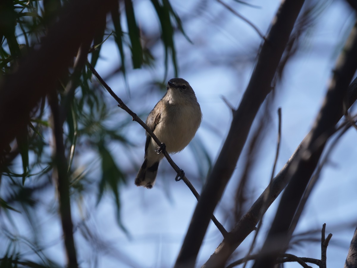 Western Gerygone - ML610551084