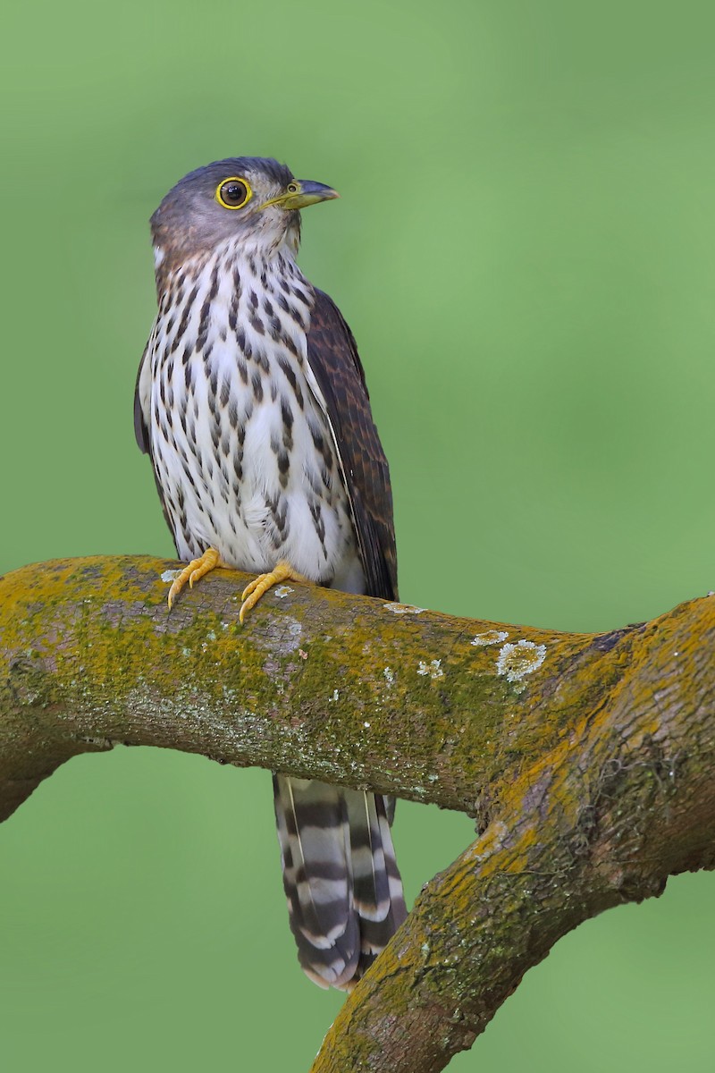 Hodgson's Hawk-Cuckoo - ML610551109