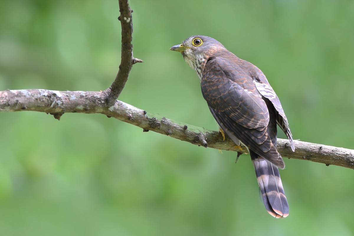 Hodgson's Hawk-Cuckoo - ML610551110