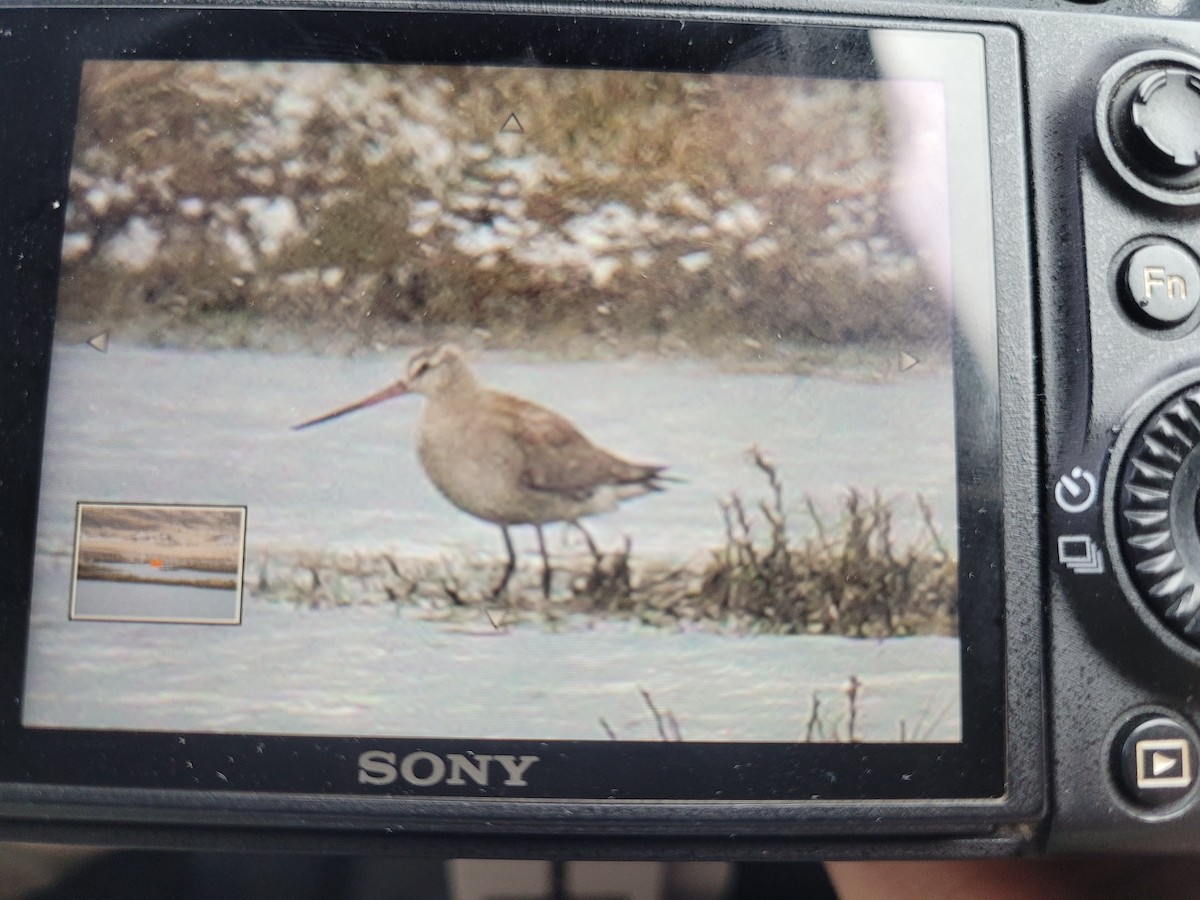 Hudsonian Godwit - ML610551220