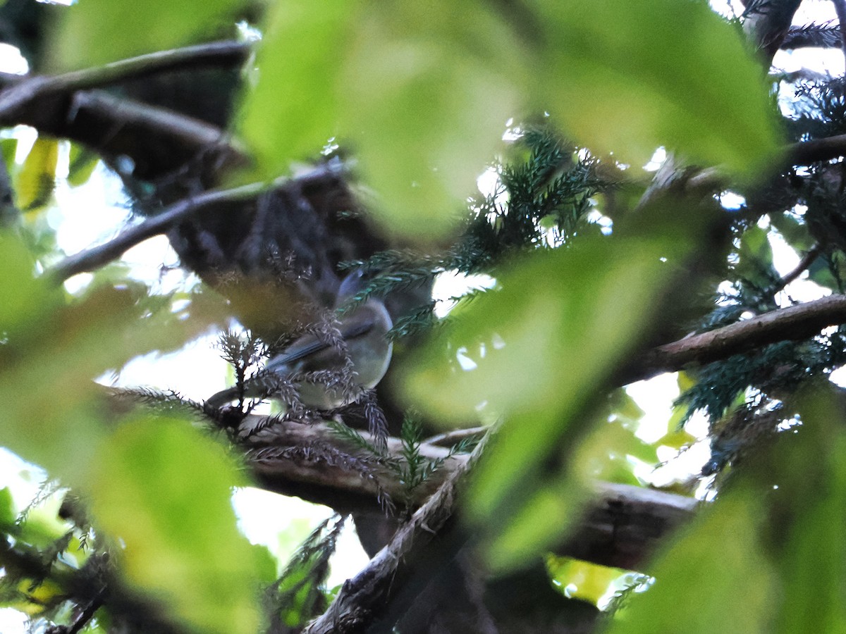 Pale Thrush - ML610551232