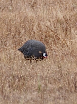 Helmeted Guineafowl - ML610551247