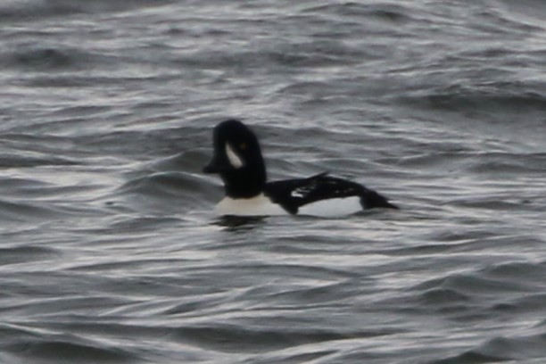 Barrow's Goldeneye - ML610551252