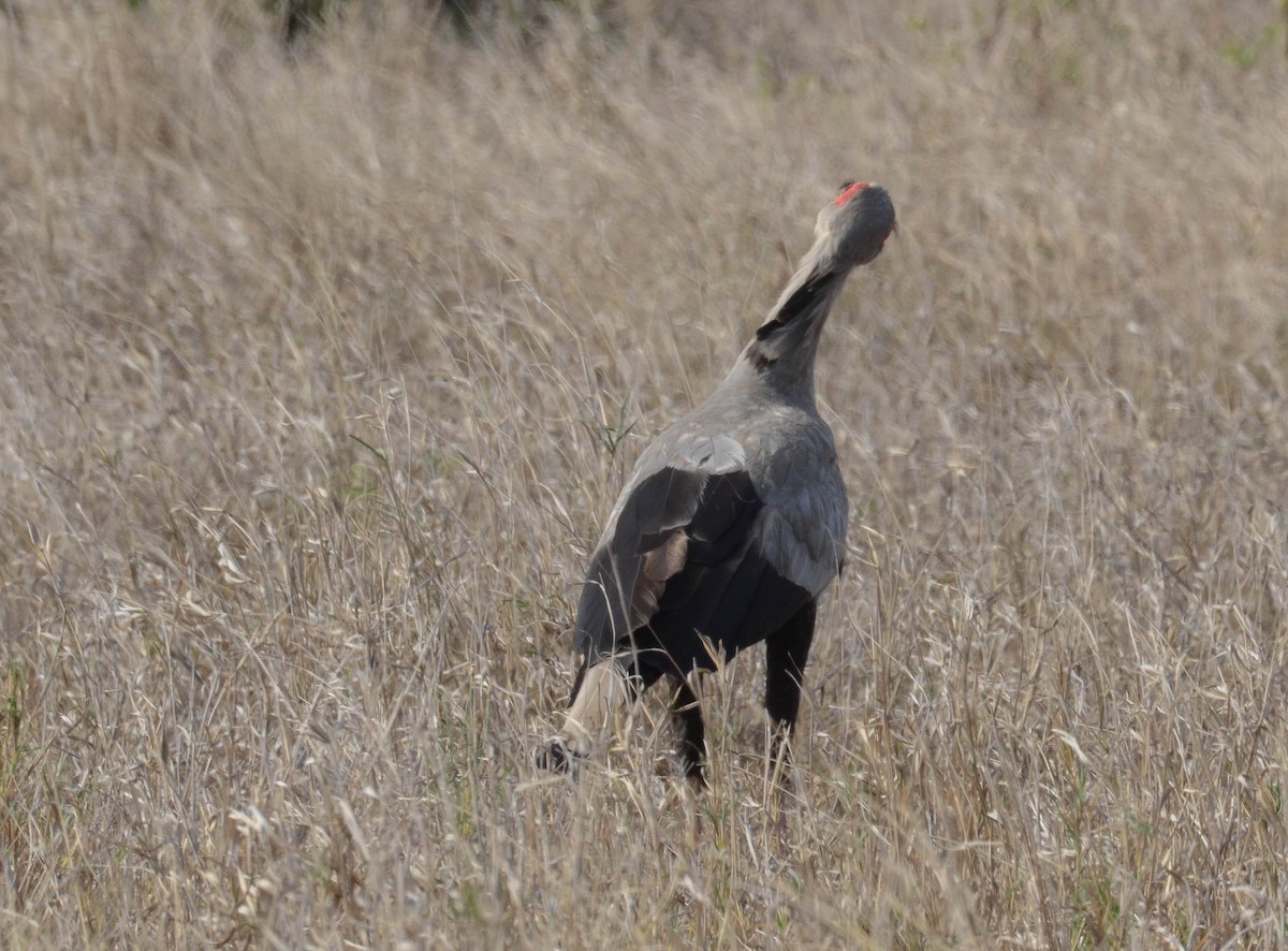 Secretarybird - Andrew Mack