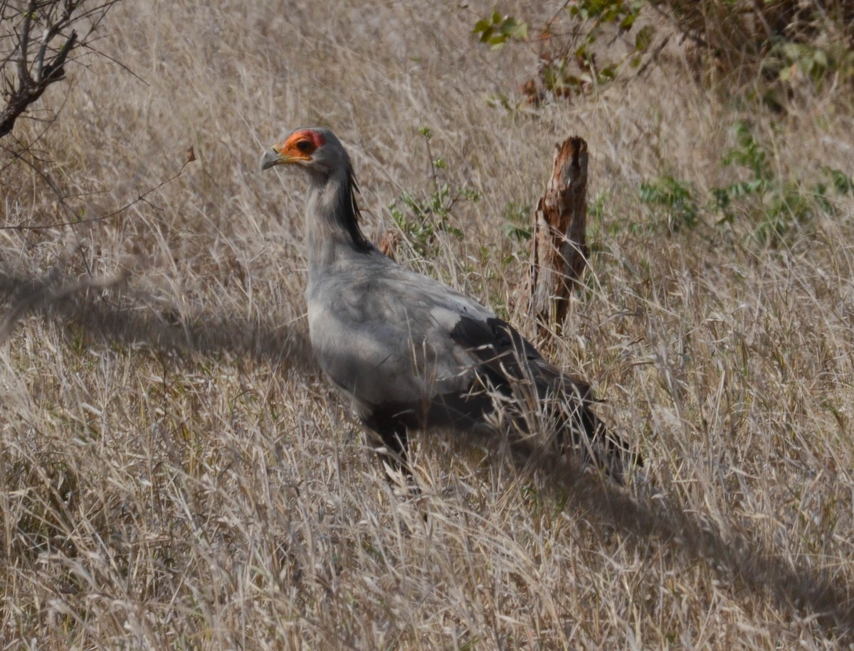 Secretarybird - ML610551316