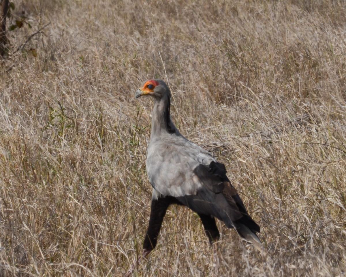 Secretarybird - ML610551318