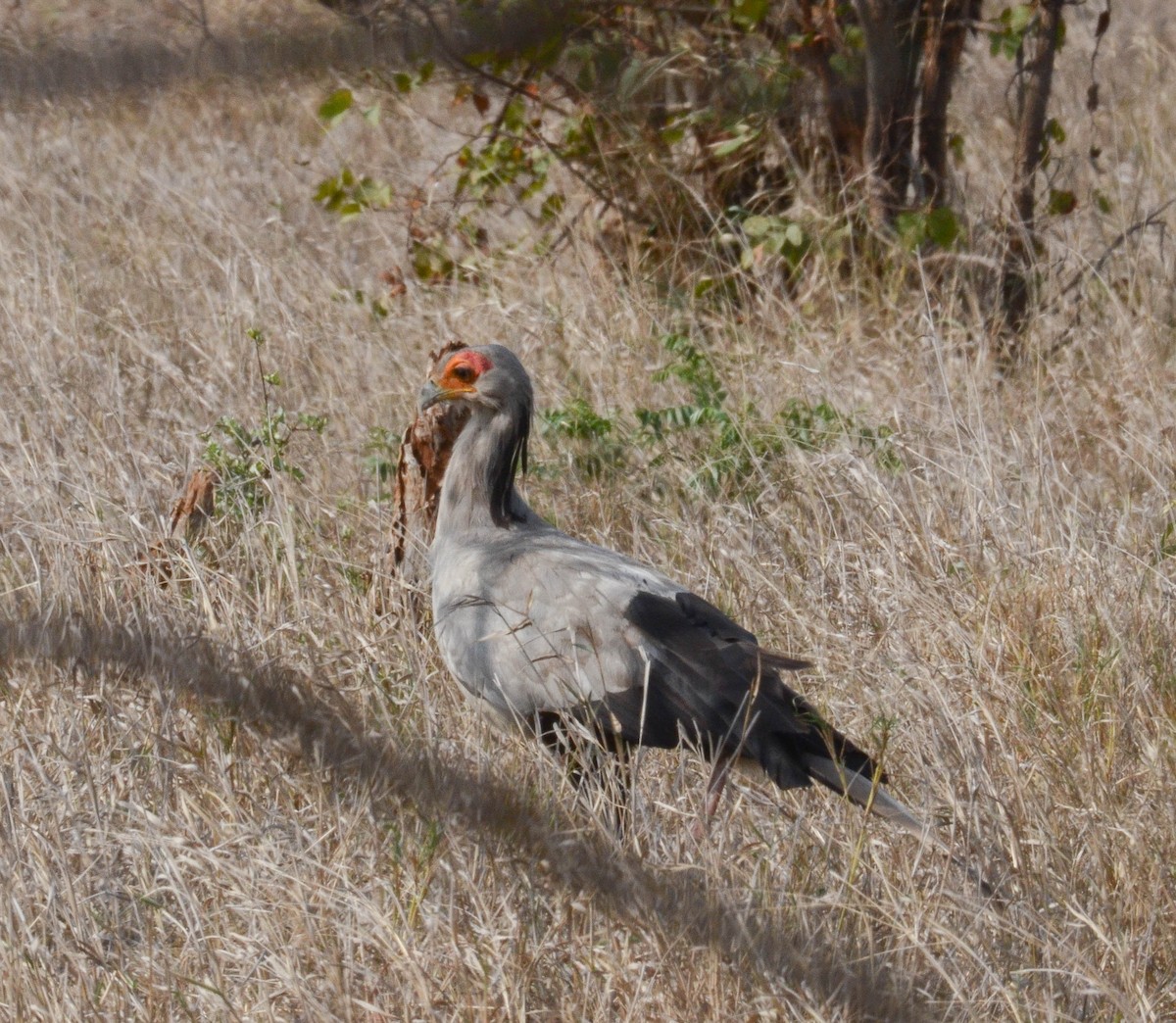 Secretarybird - ML610551319