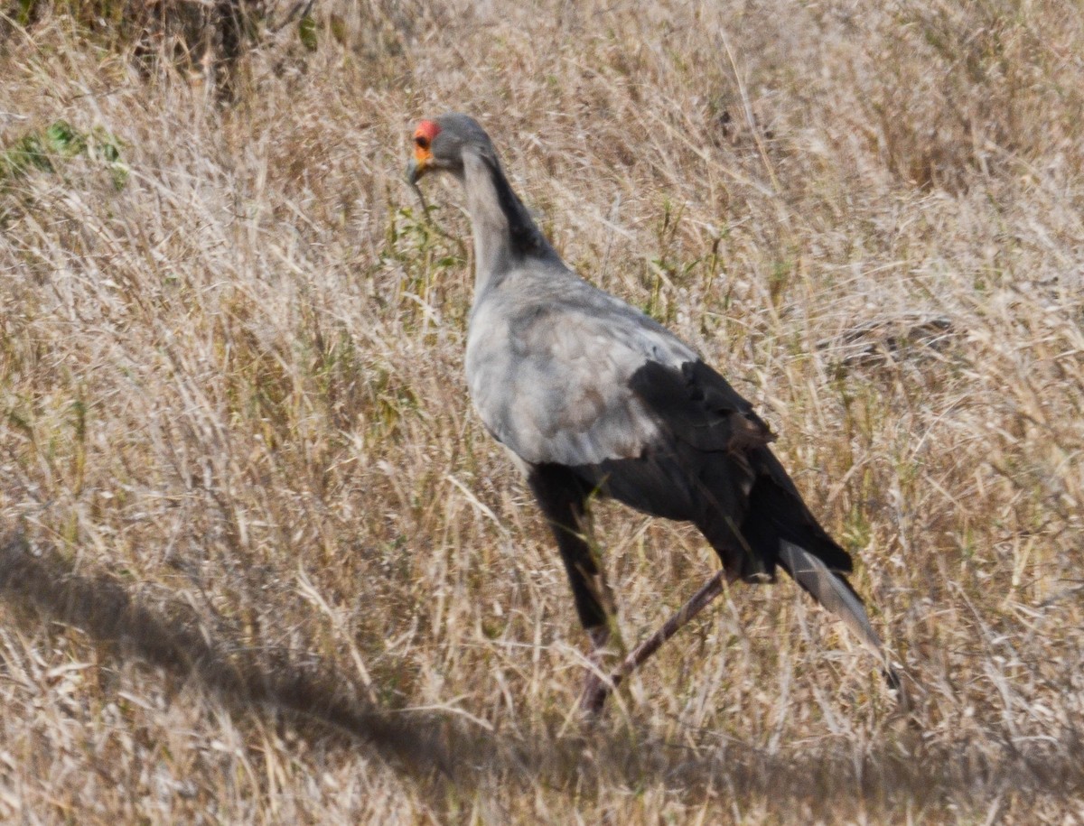 Secretarybird - ML610551320