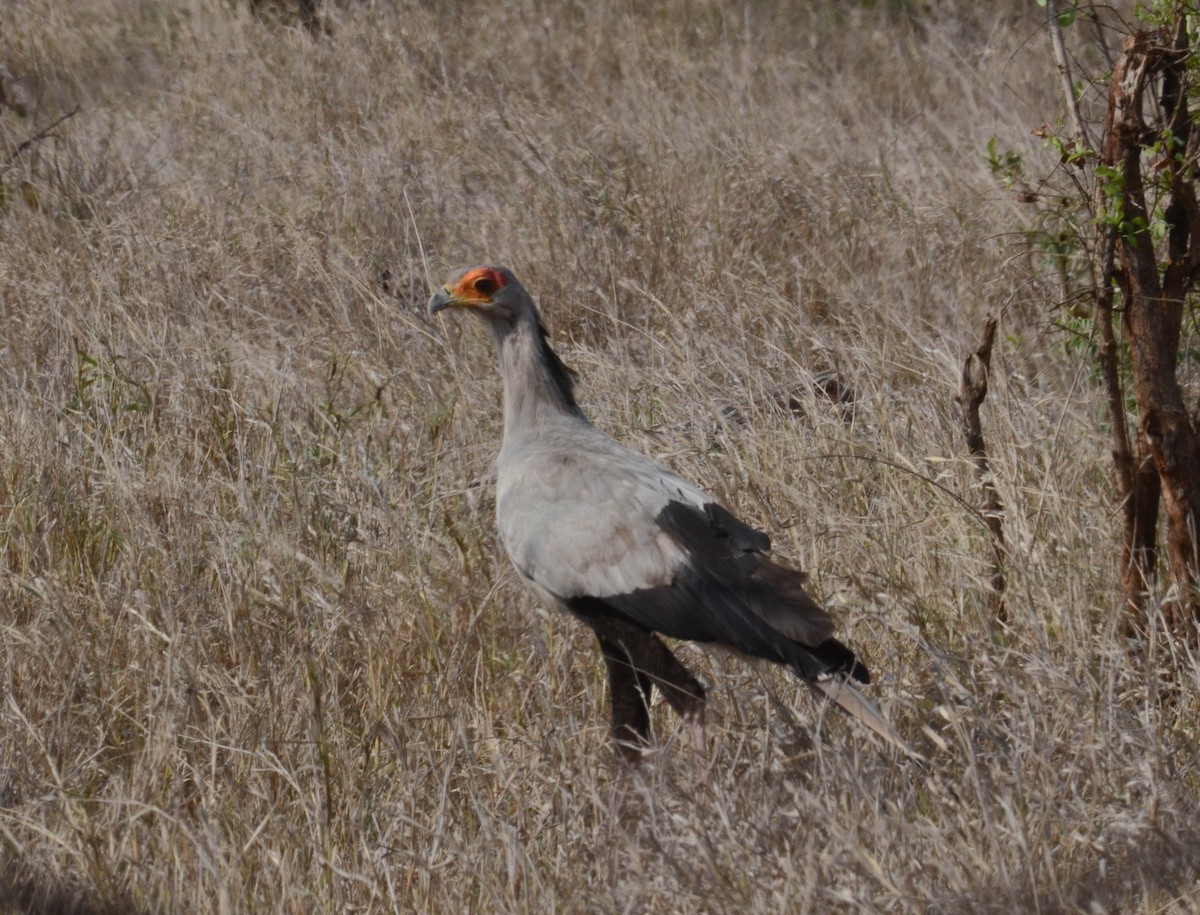 Secretarybird - Andrew Mack