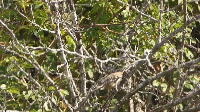 Greater Whitethroat - ML610551348