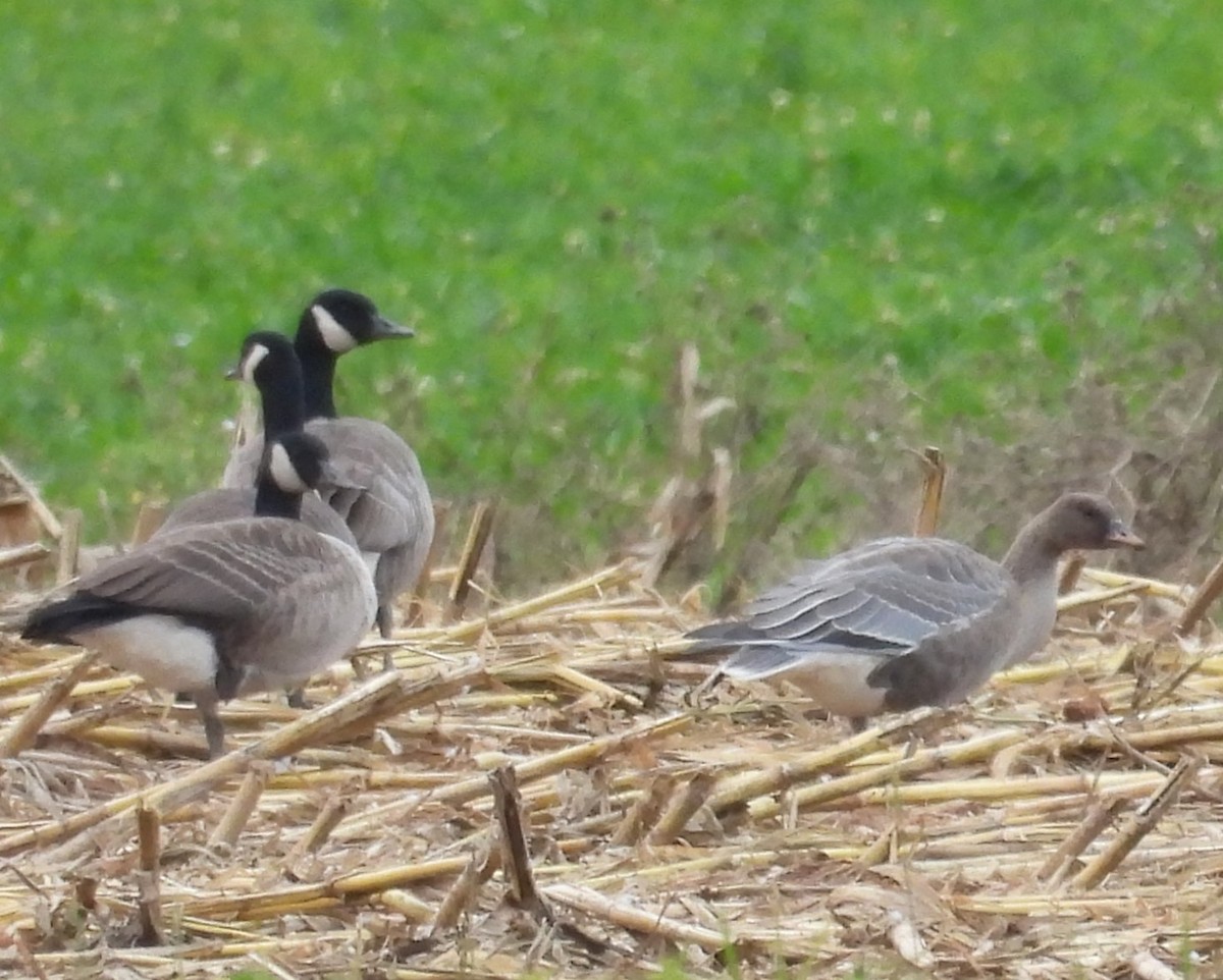 Pink-footed Goose - Paolo Matteucci