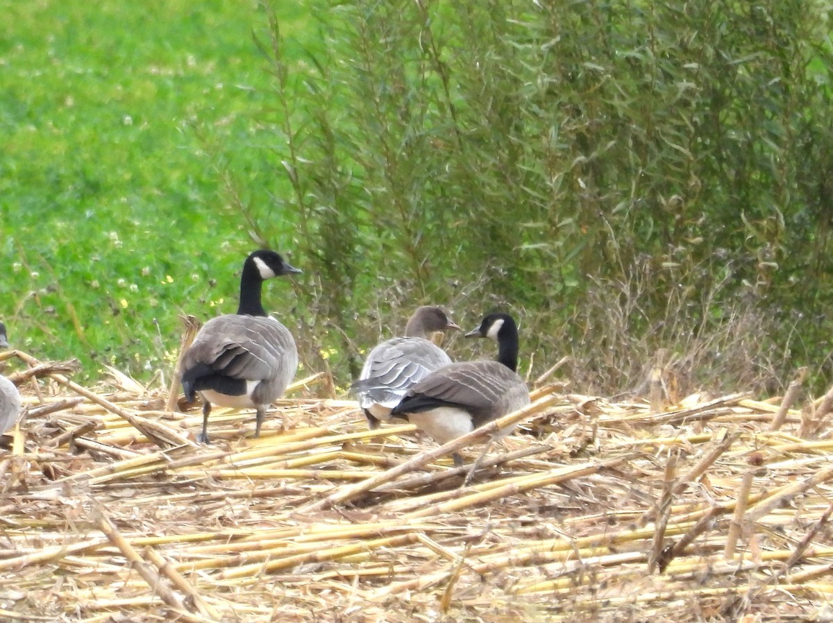 Pink-footed Goose - ML610551380