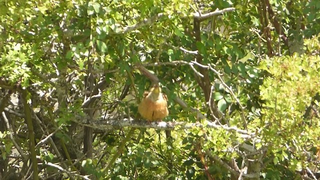 Ortolan Bunting - ML610551441