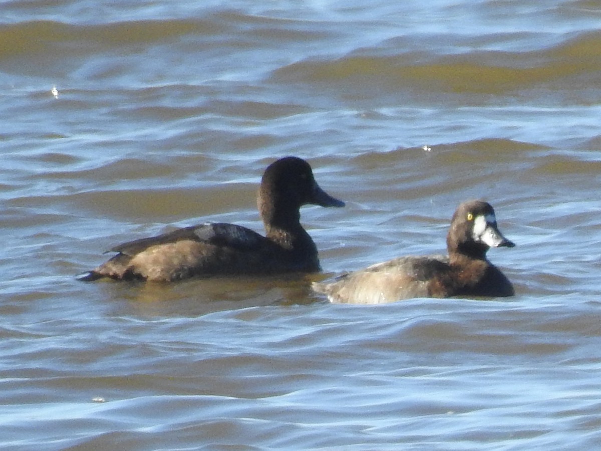 Greater Scaup - ML610551469