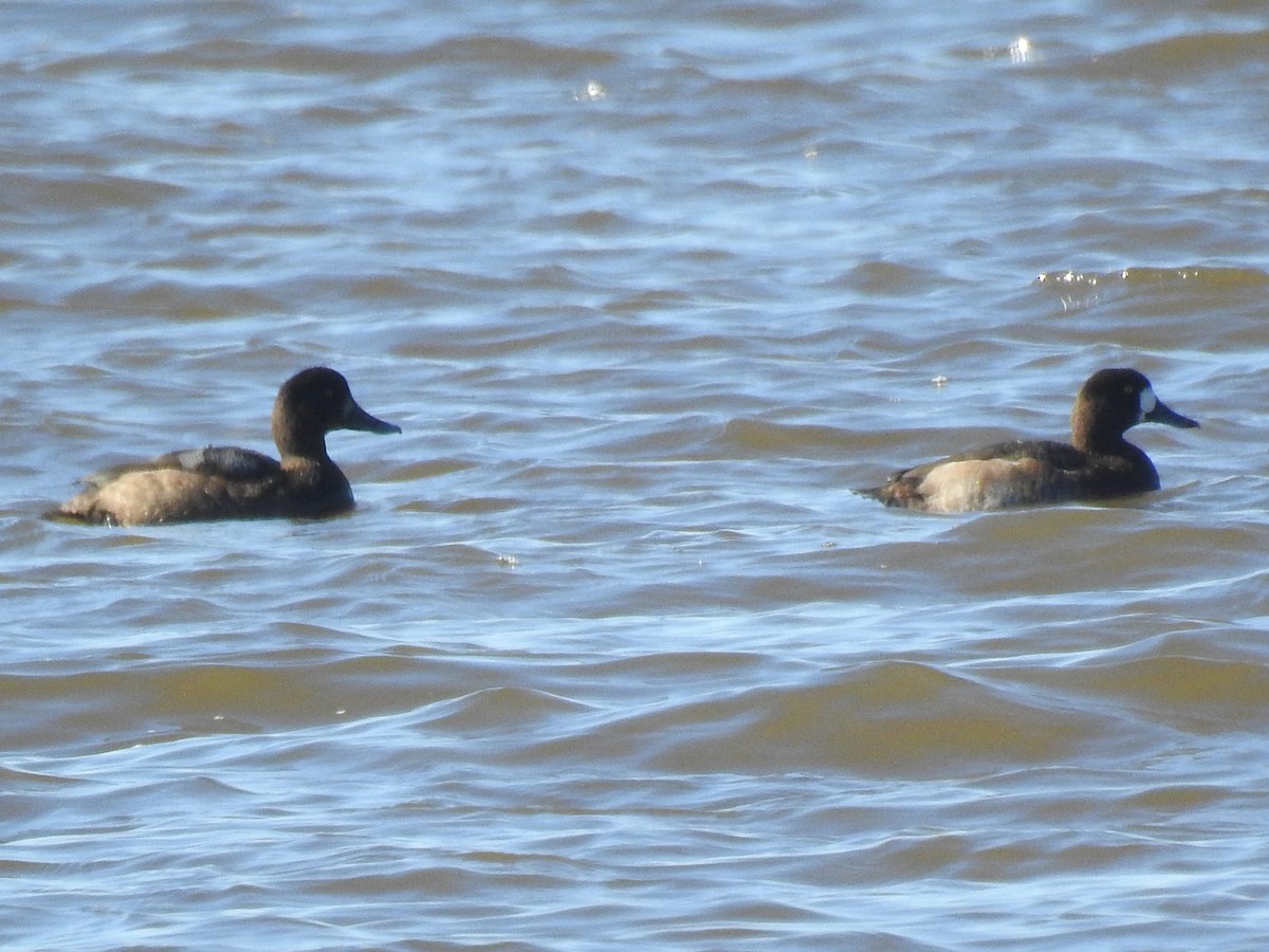 Greater Scaup - ML610551475