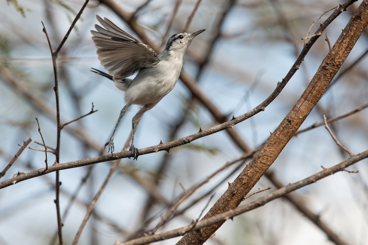 Tropical Gnatcatcher (plumbiceps/anteocularis) - ML610551487