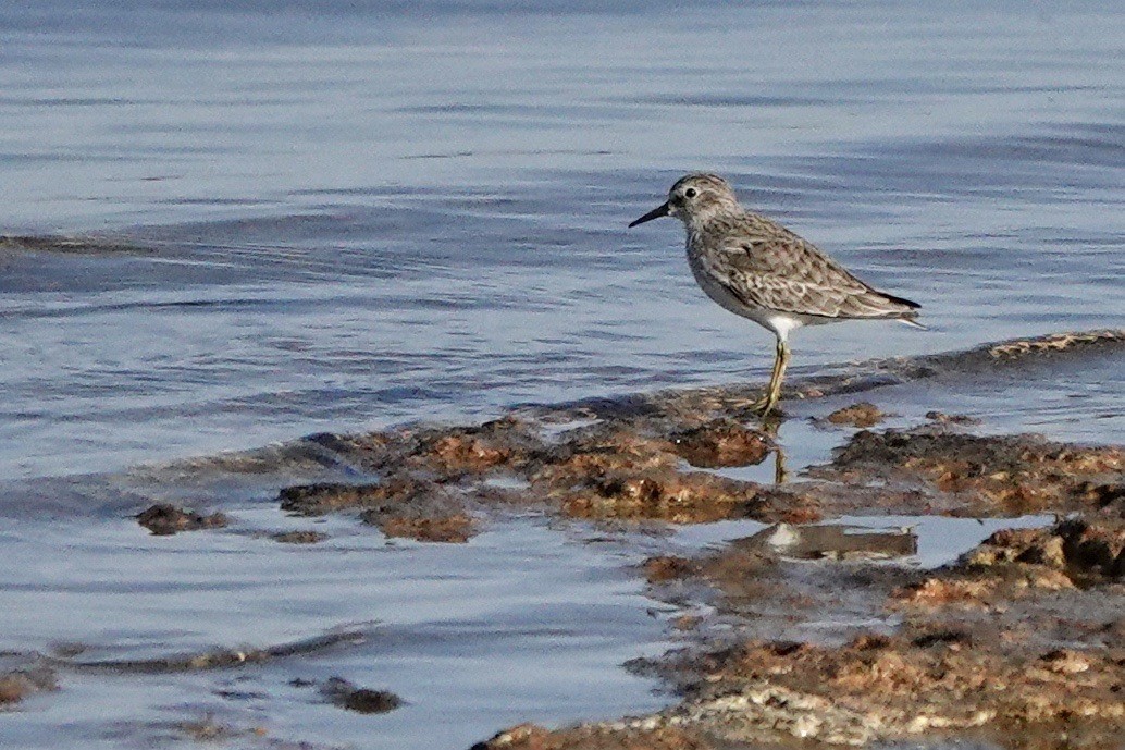 Least Sandpiper - ML610551516