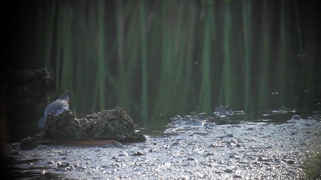 Wilson's Phalarope - ML610551563