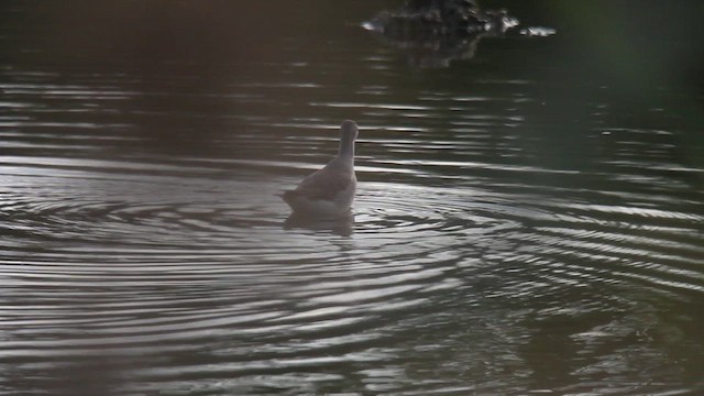 Wilson's Phalarope - ML610551564