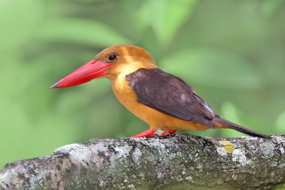 Brown-winged Kingfisher - ML610551640