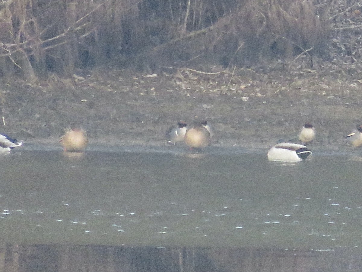 Green-winged Teal (American) - ML610551641