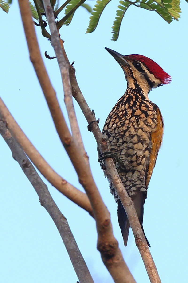 Common Flameback - ML610551645