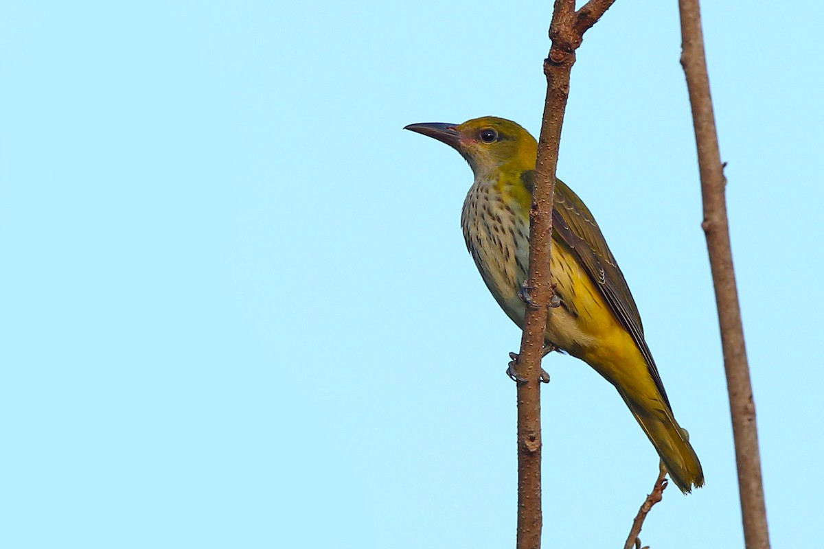 Black-naped Oriole - ML610551650