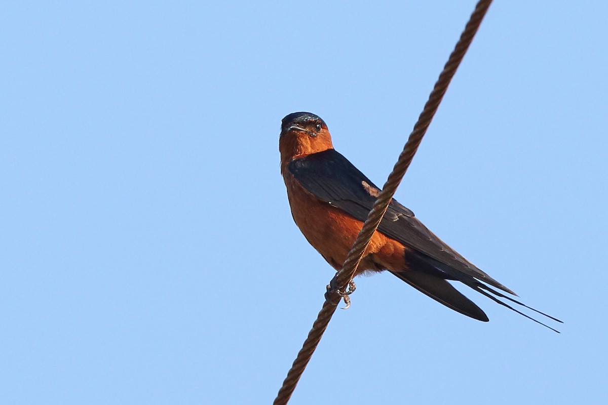 Rufous-bellied Swallow - ML610551653